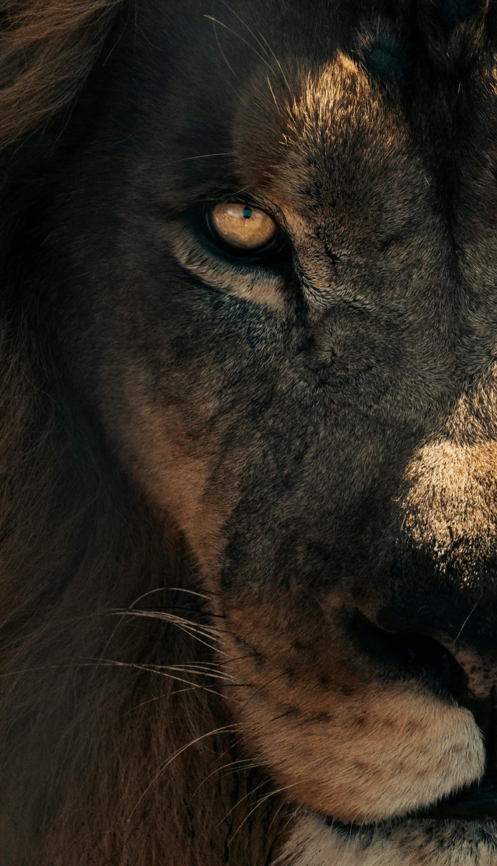Close portrait of a lion in low light, one amber eye catching the sun